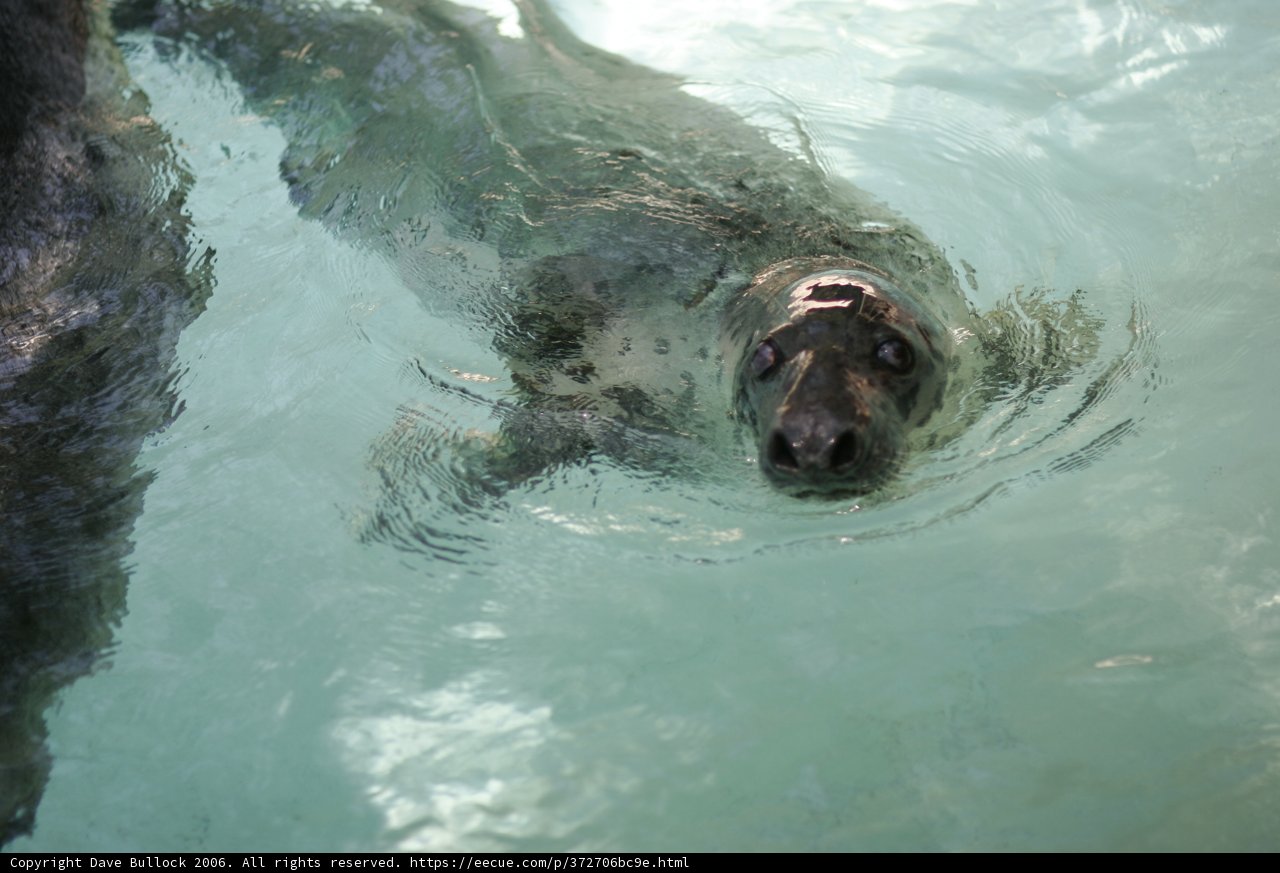 Graceful Seal