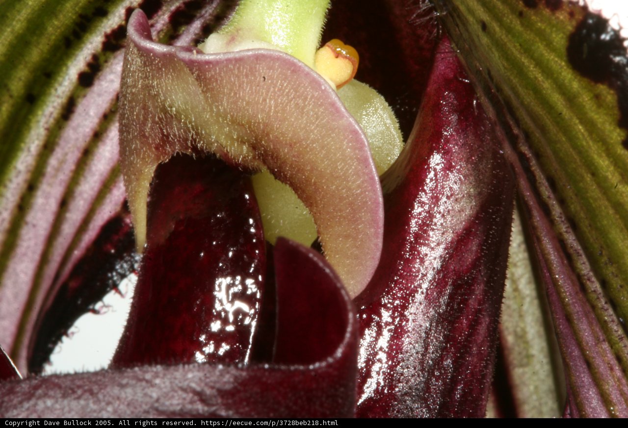 Purple Orchid in Close-up
