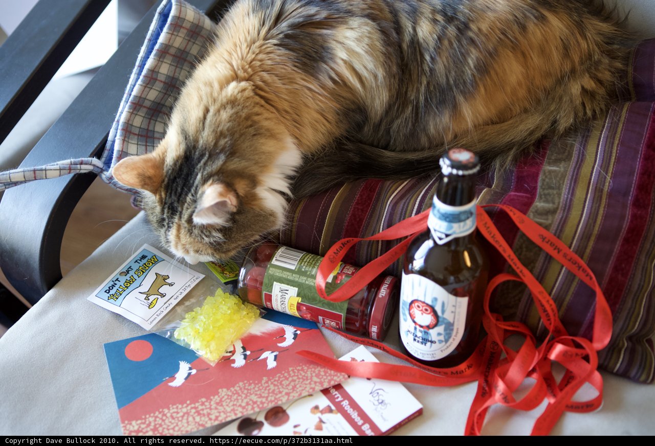 Lazy Christmas with the Cat and Beer
