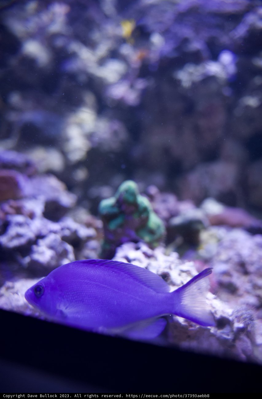 Deep Dive into the Aquatic Realm - The Majestic Purple Fish