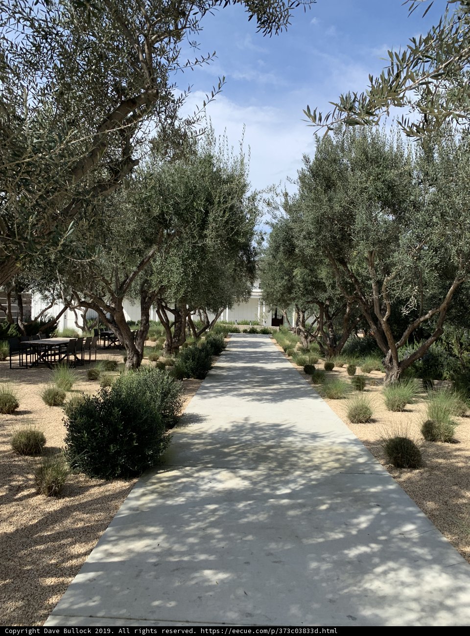 The Olive Pathway