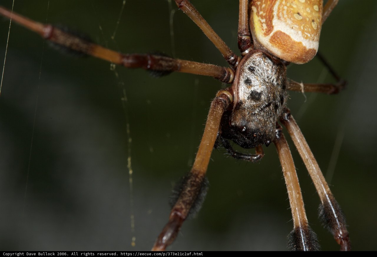 Garden Spider with a Long Tail