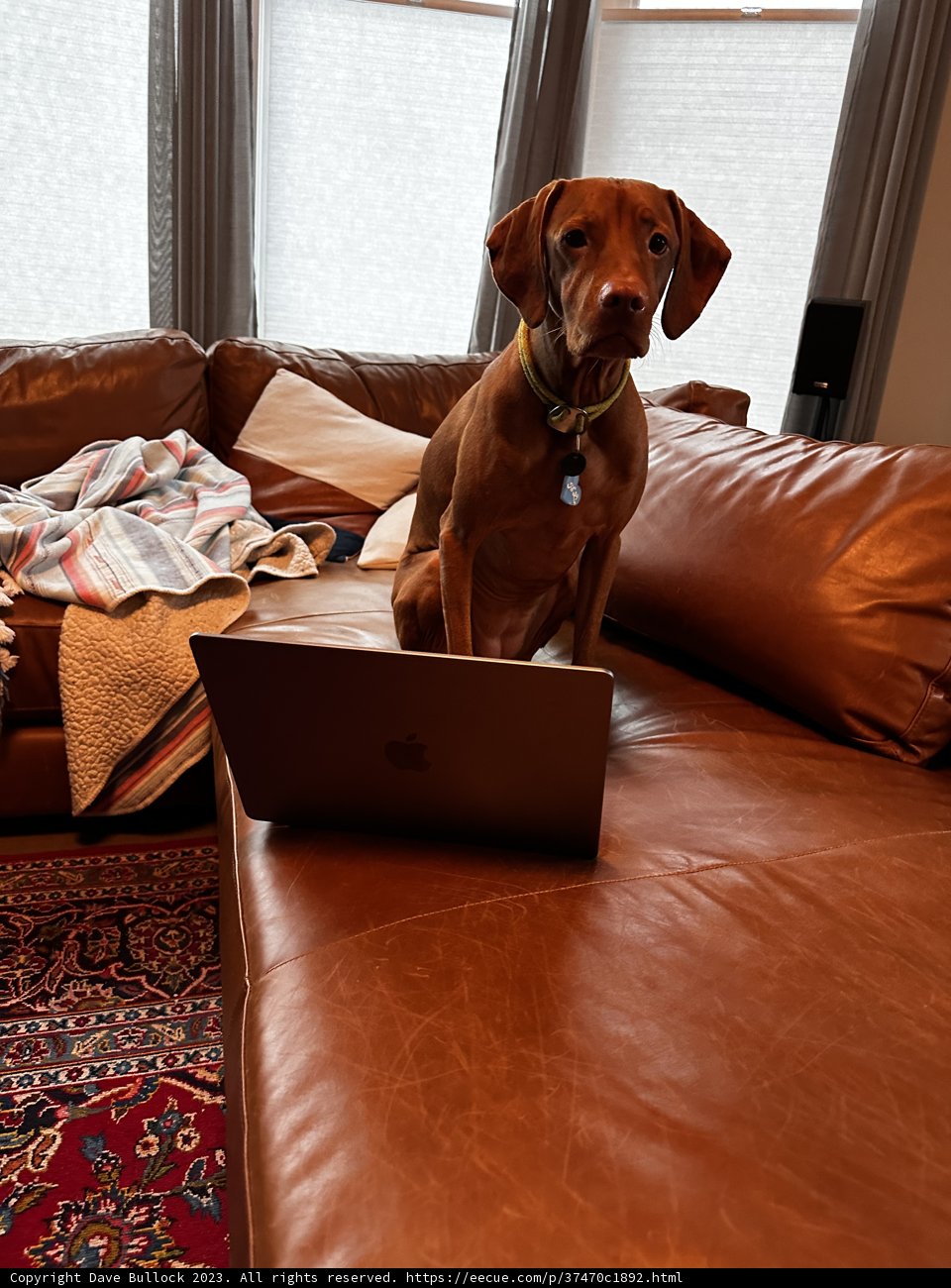 The Ultimate Work Buddy