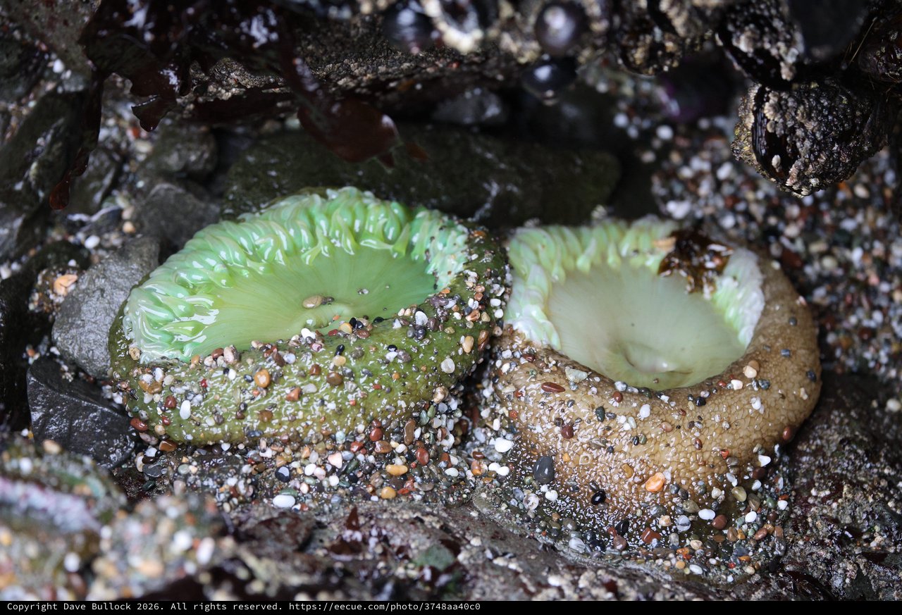 Giant Green Anemones Exposed at Low Tide
