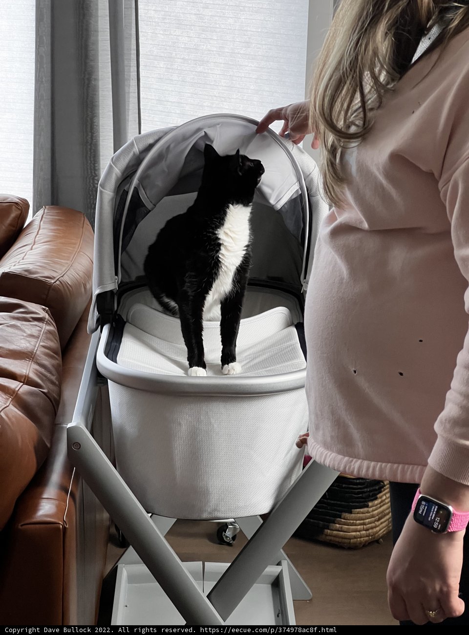 The Cat's Crib