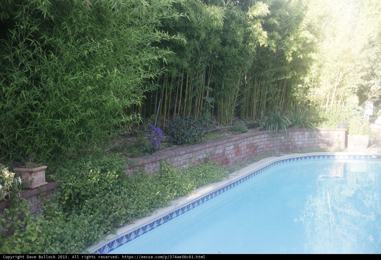 A Serene Oasis - Pool surrounded by Bamboo Wall