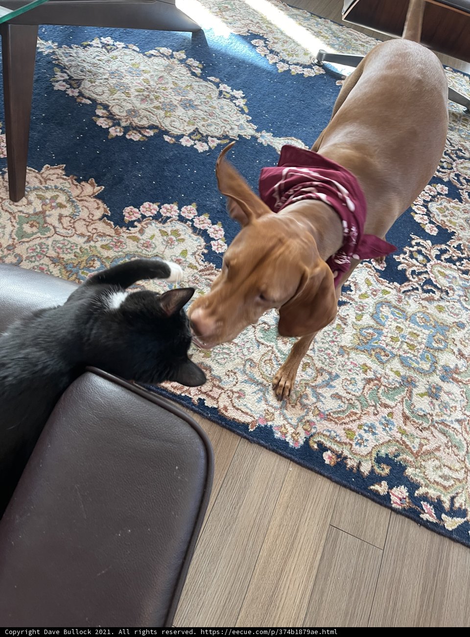 Furry Friends at Home