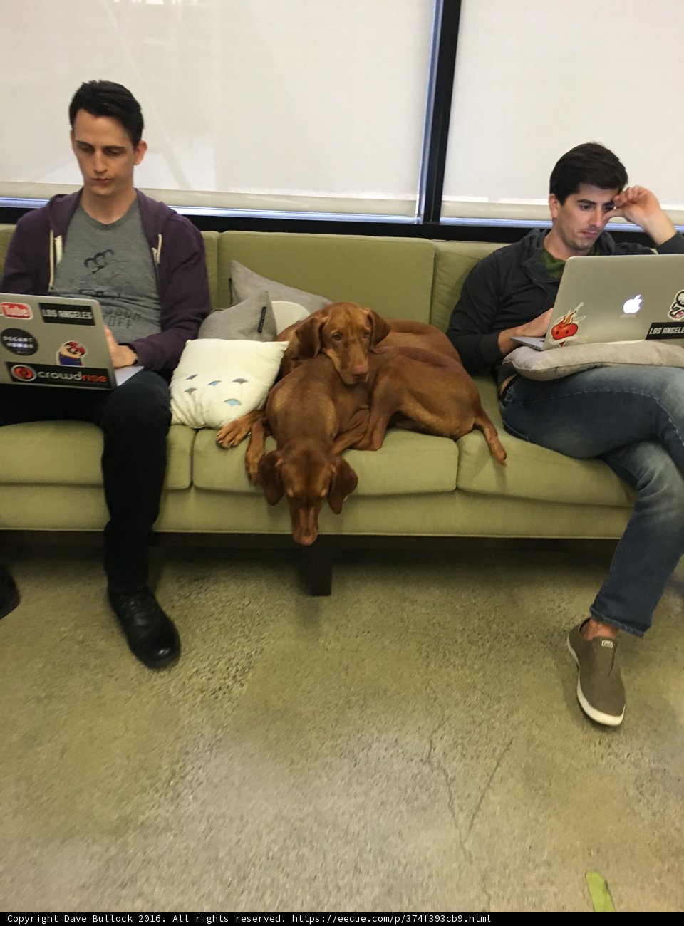 Cozy tech time with man's best friend