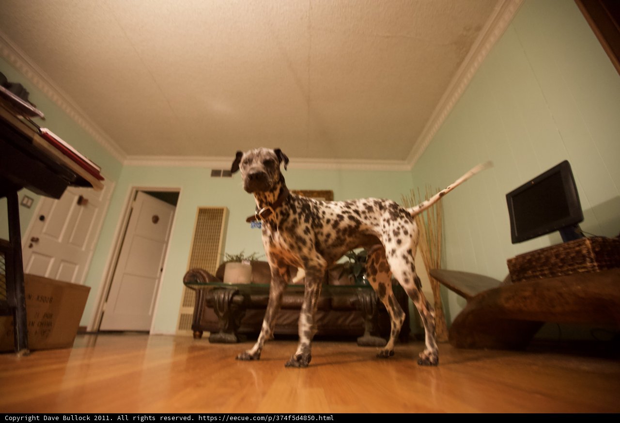 Dalmatian Relaxing in the Living Room