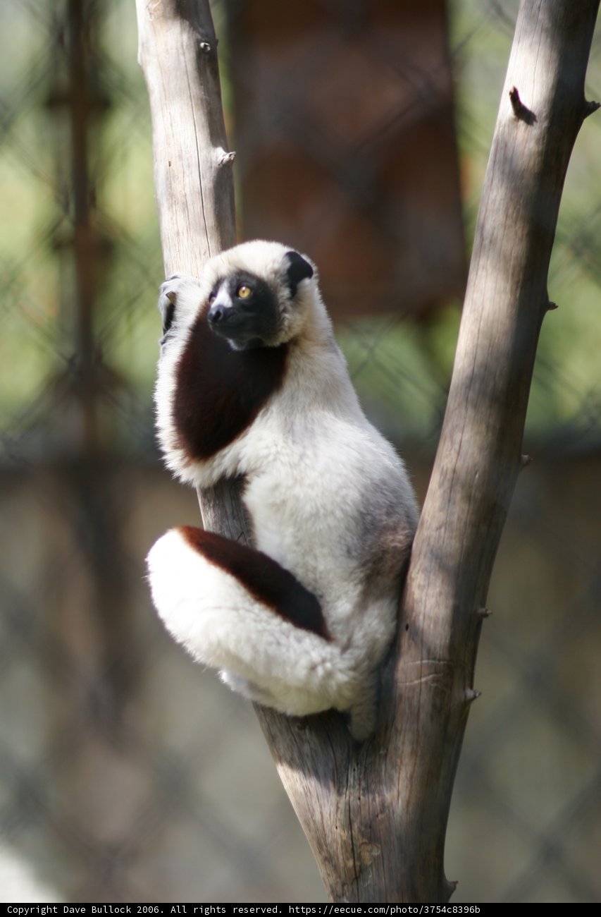 Regal Lemur on a Branch