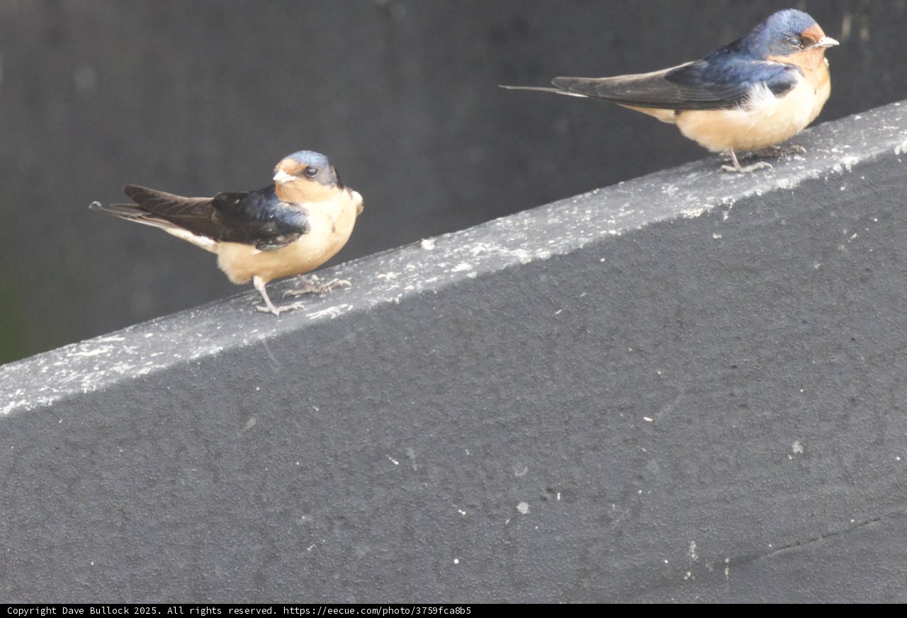 Feathered Companions
