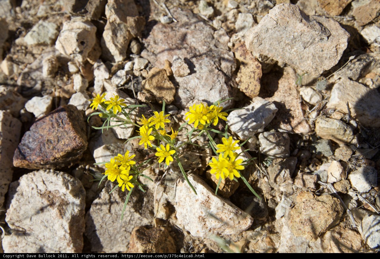 Solitary Daisies among Rubble