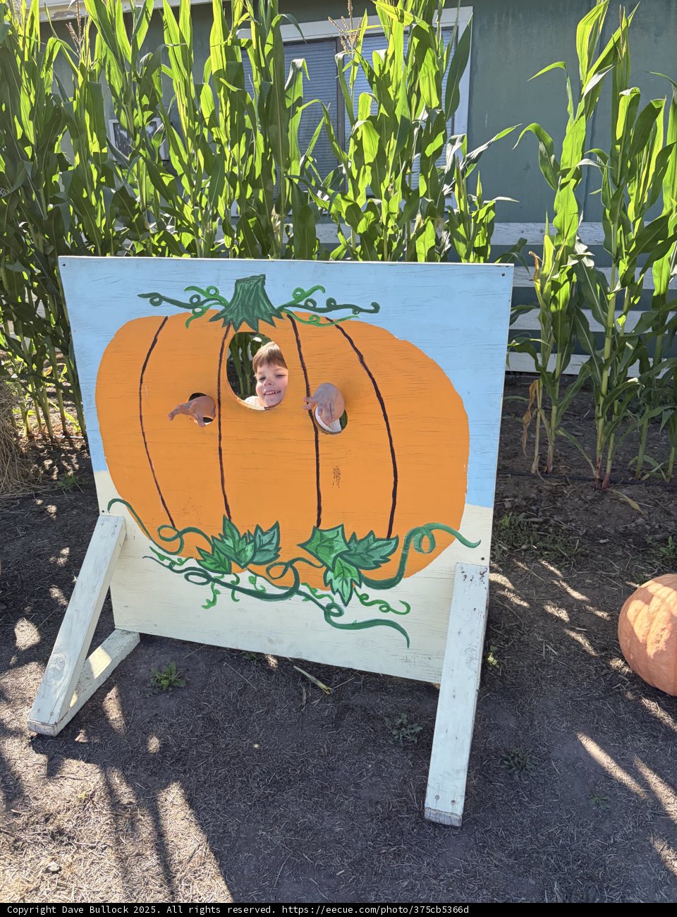 Pumpkin Patch Peekaboo