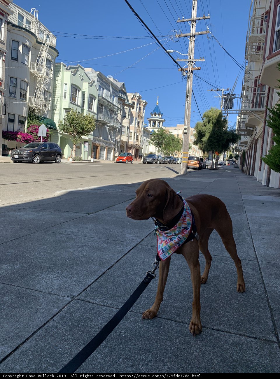 A Canine Stroll in the City