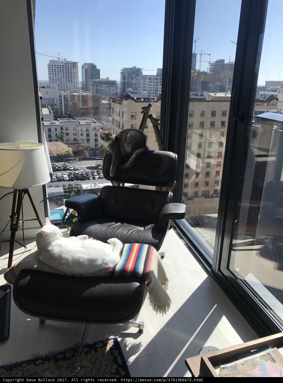 Lazy Afternoon Catnap