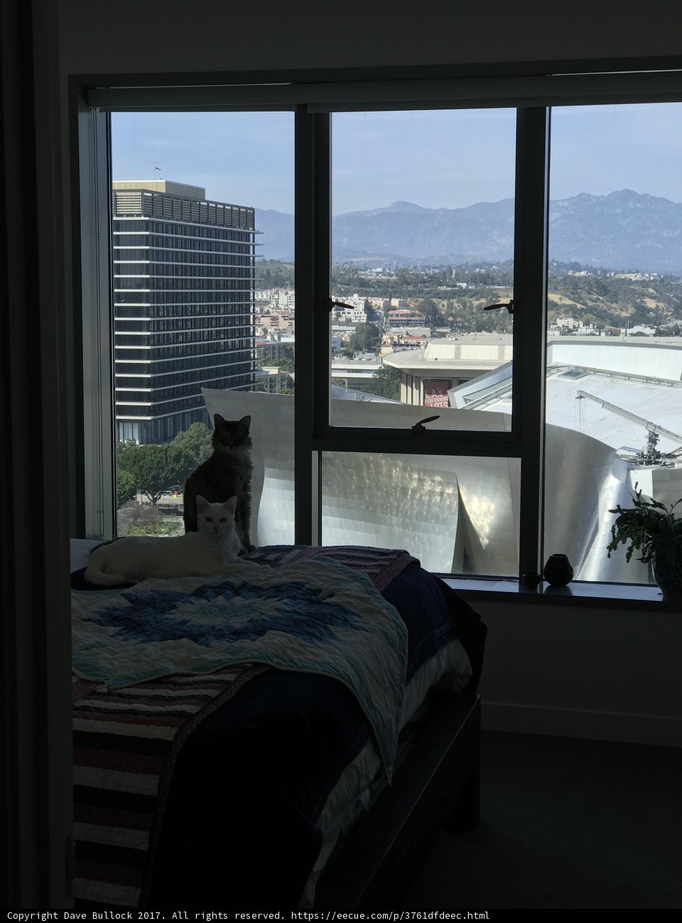 Feline Relaxation with a View