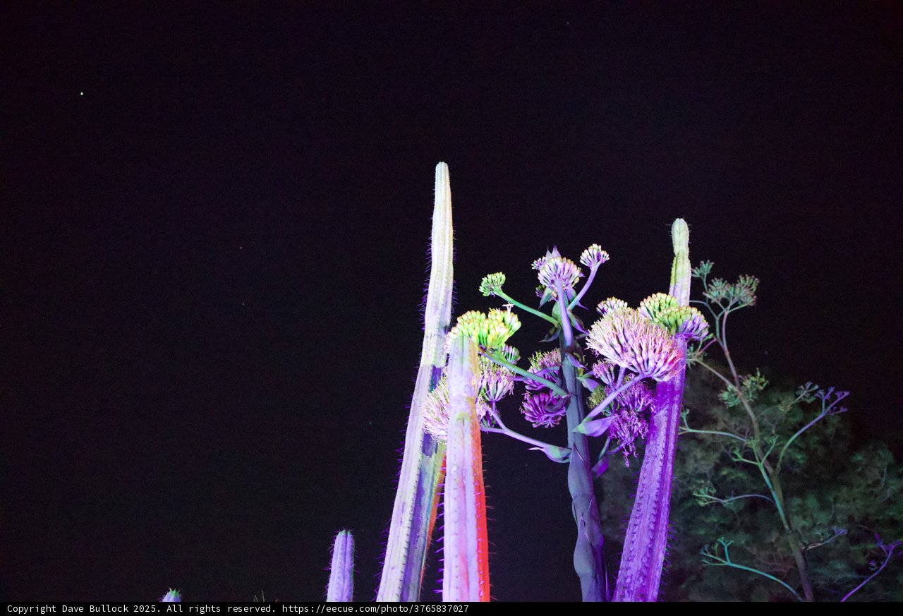 Nighttime Radiance in the Garden of D'Lights