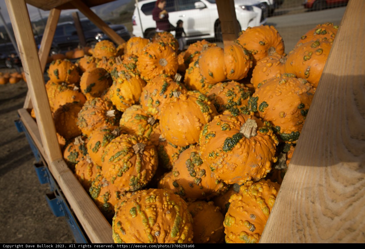 Harvest Season Bounty - Pumpkin Patch, Halfmoon Bay