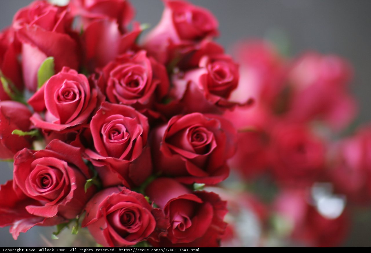 A Bouquet of 11 Red Roses