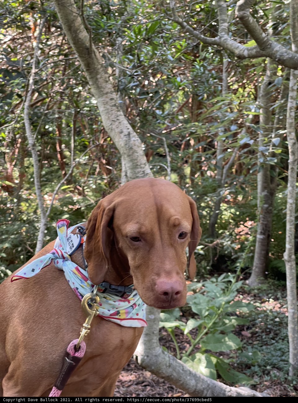 Colorful Canine Adventure in the Woods