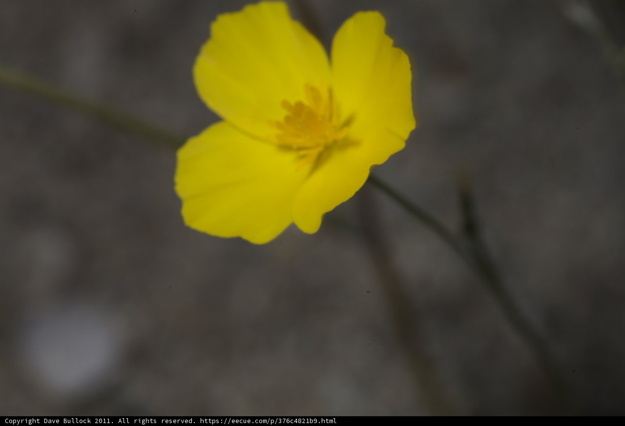 A Golden Geranium
