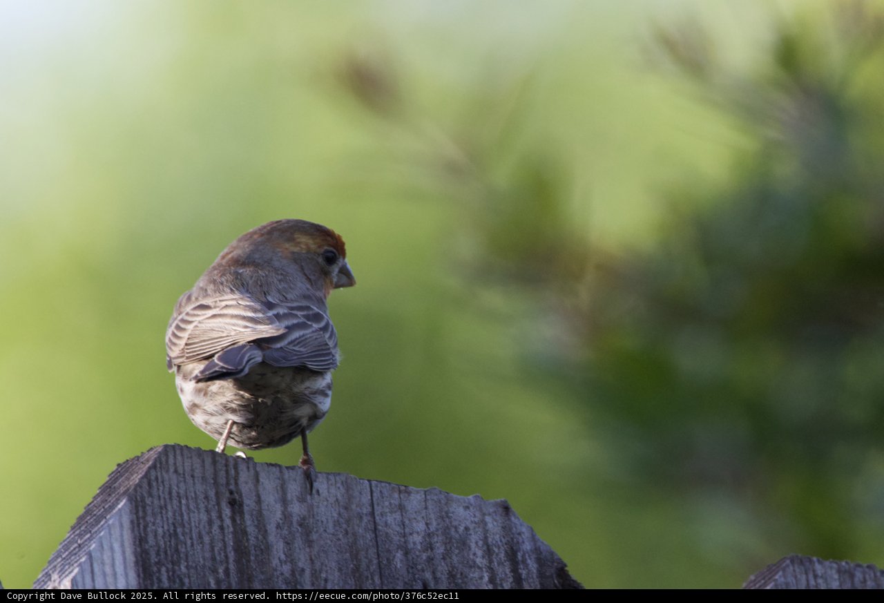 Perched in Serenity