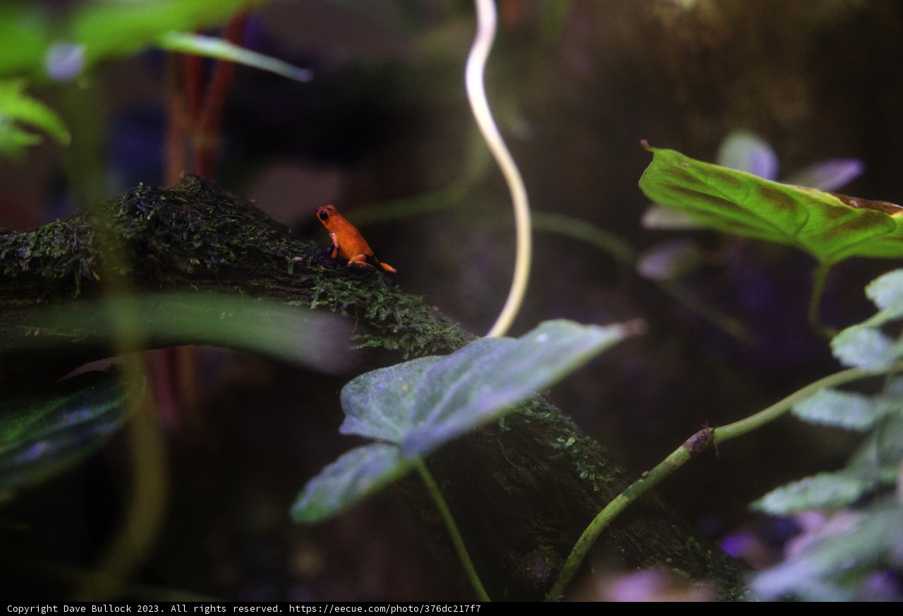 Mysterious Mini Creature at California Academy of Sciences
