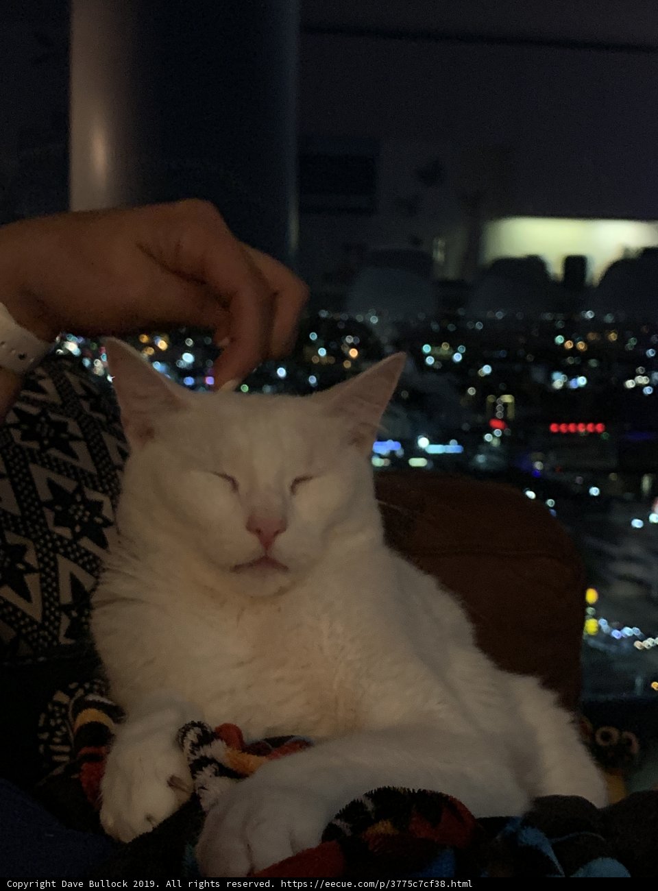 Lap Cat Love