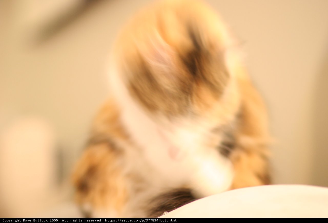 Furry Figure in Motion