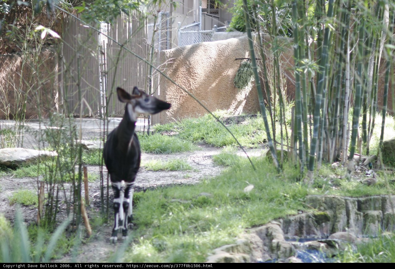 Majestic Antelope in the Park