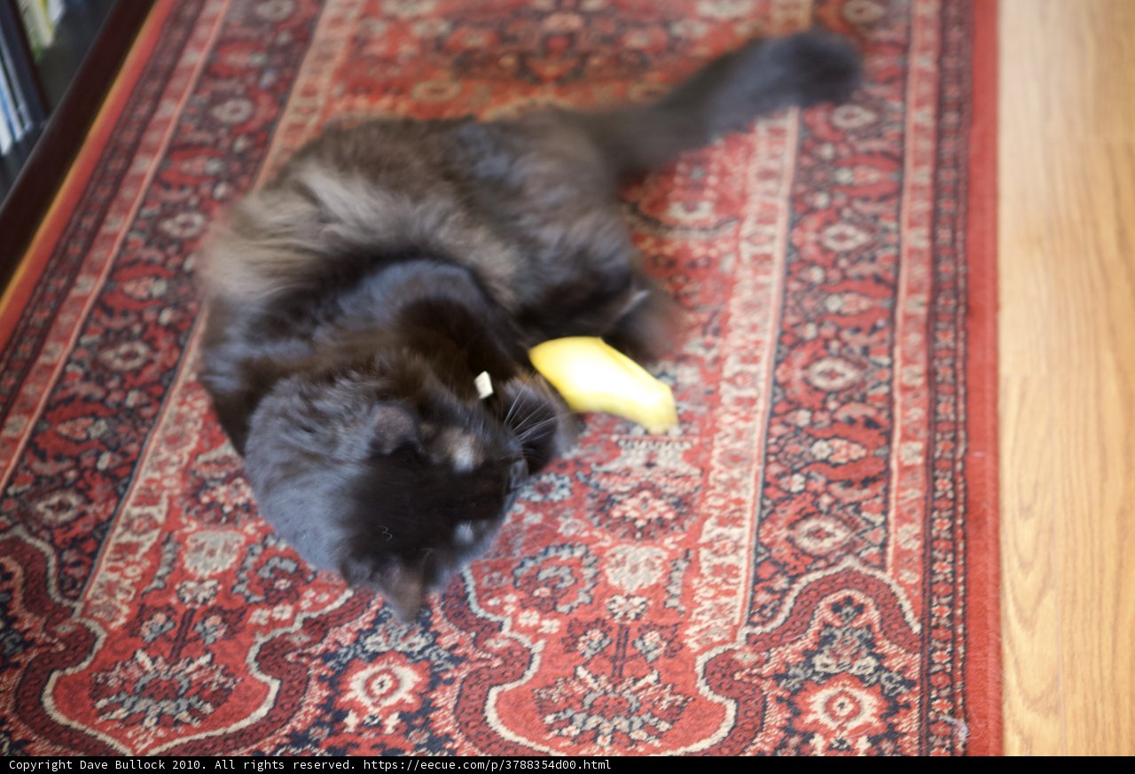 Feline Playtime with a Banana