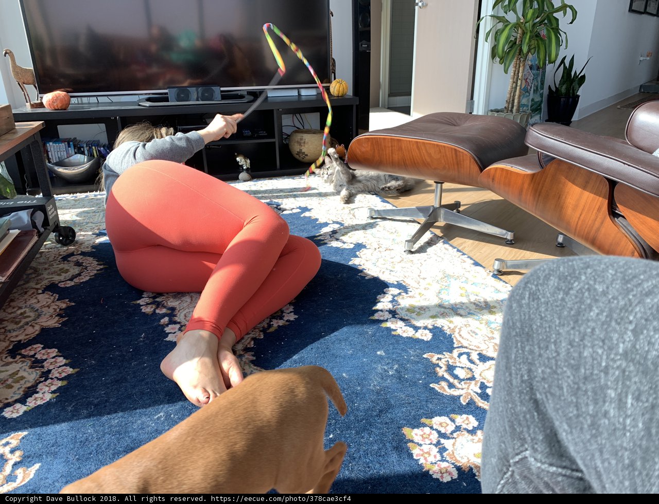 Relaxing with My Furry Companion