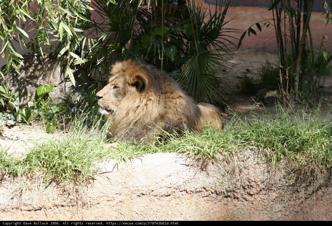 The Majestic King of the Jungle