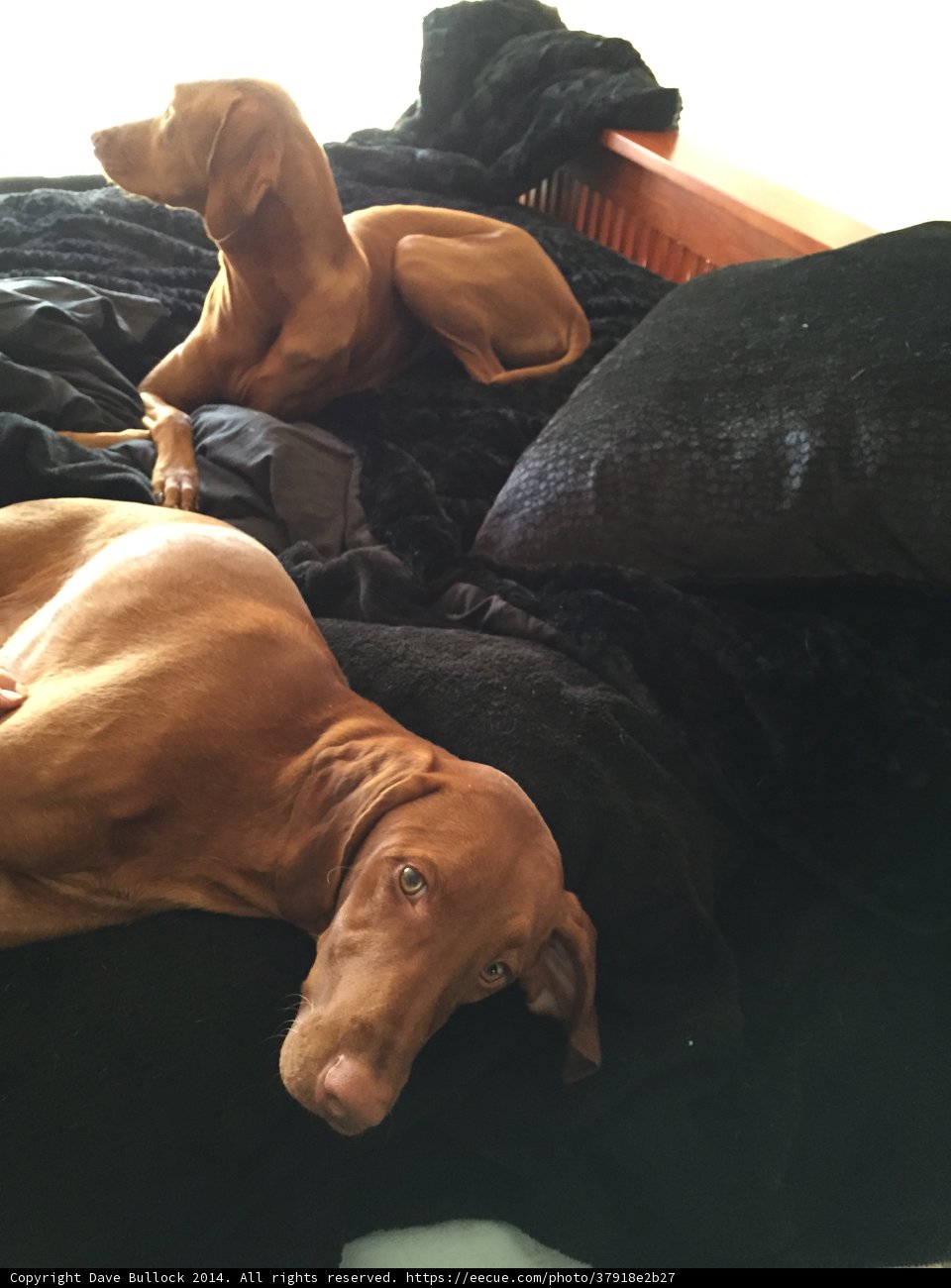 Pups Take Over the Bed