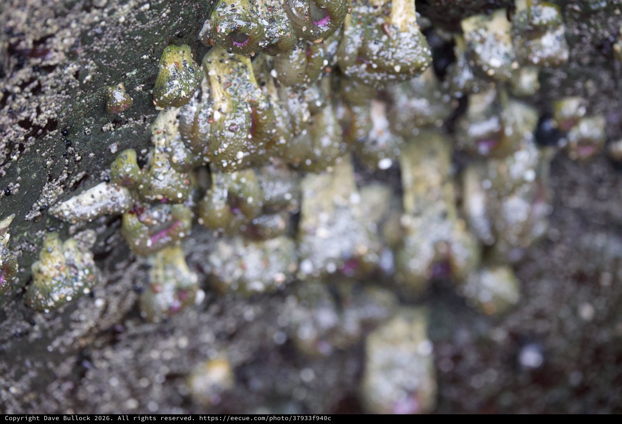 Encrusted Barnacles Clinging to Tidal Rock Surface