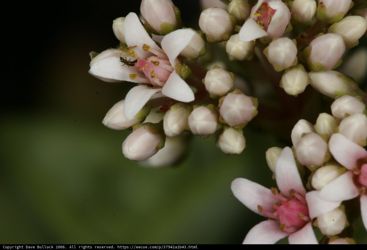 Blooming Beauties