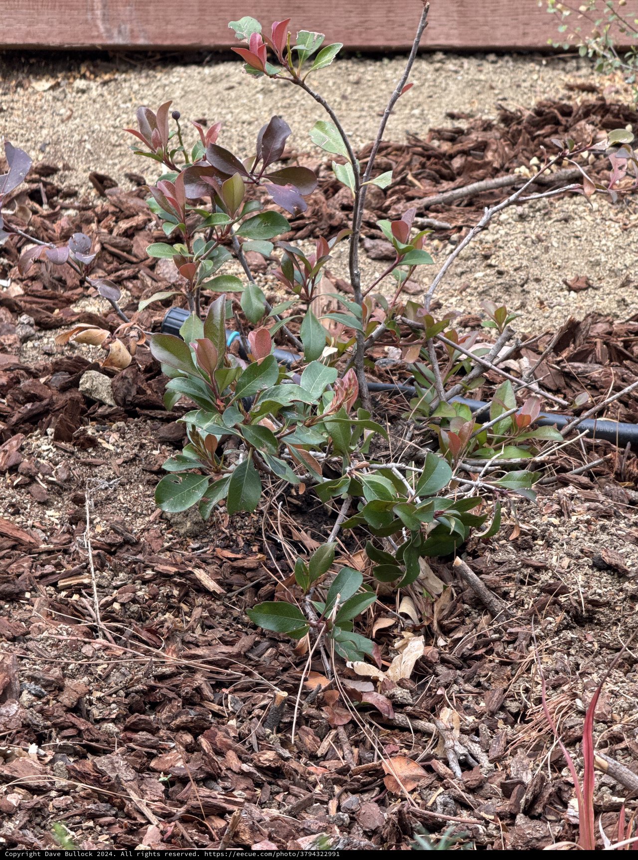 Young Blueberry Plant Growing in Garden Mulch