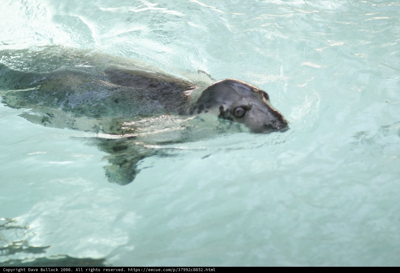 Playful Seal in the Zoo Pool