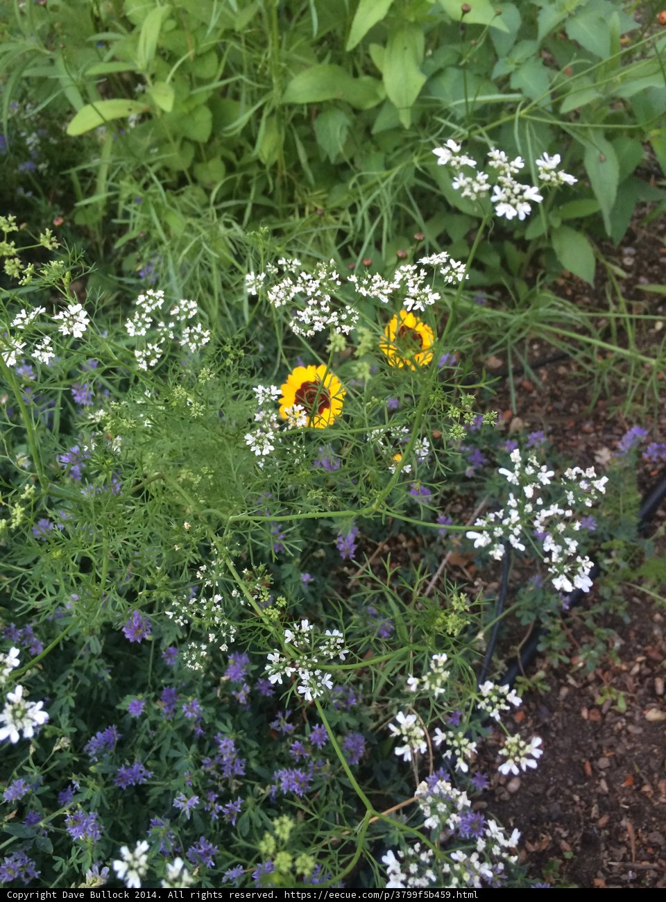 Yellow Daisy with Purple Flowers in Altadena Garden