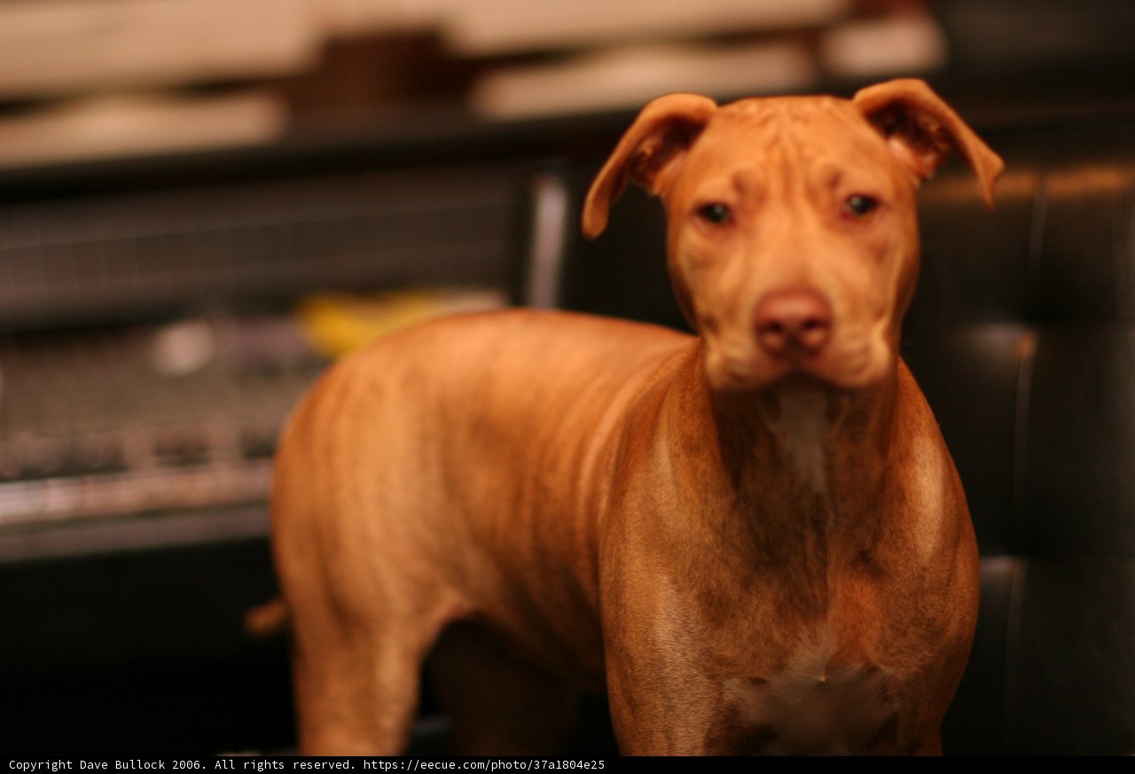 Posing Pup