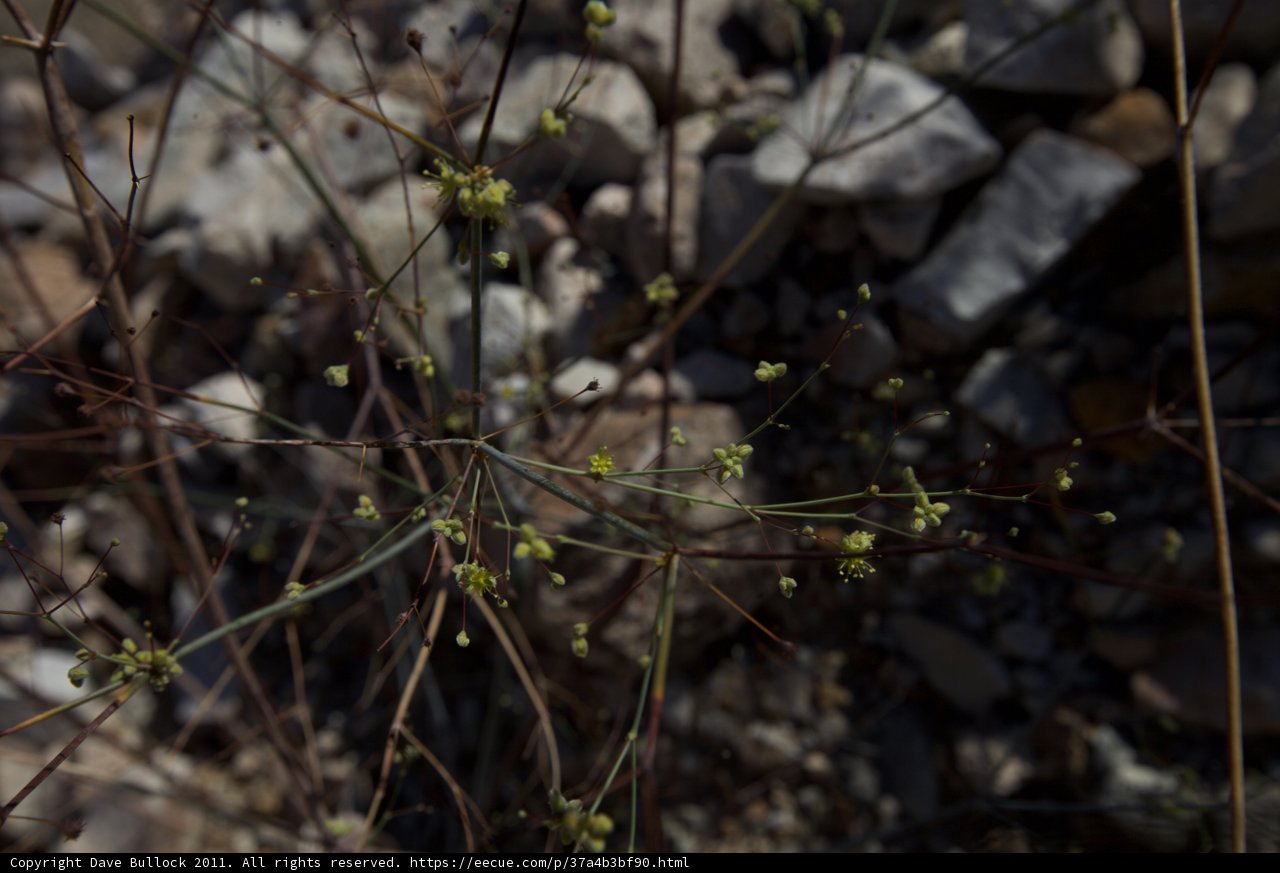 Small Flower Growing in Rocky Terrain
