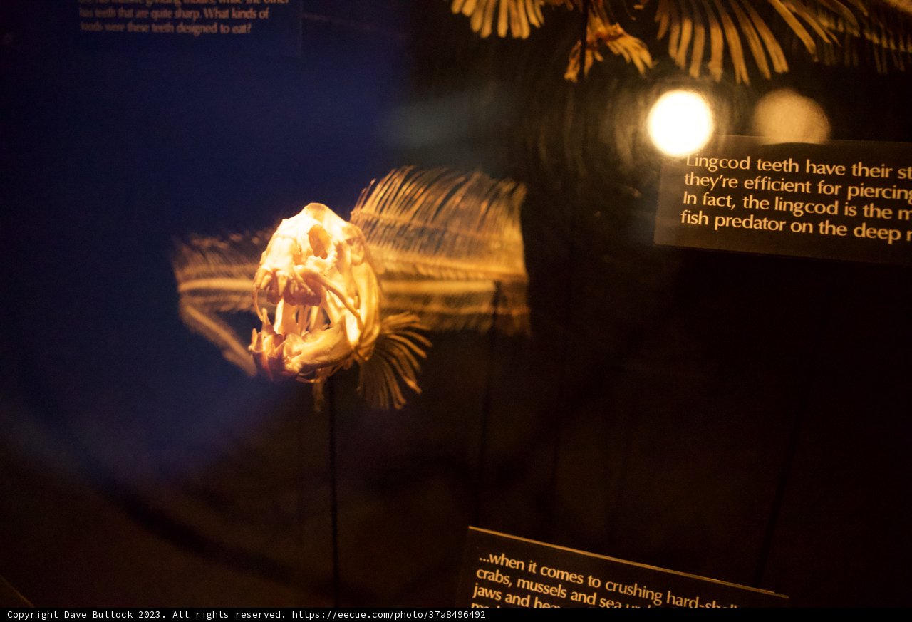 Illuminating Nature's Beauty: Exhibition at Monterey Bay Aquarium