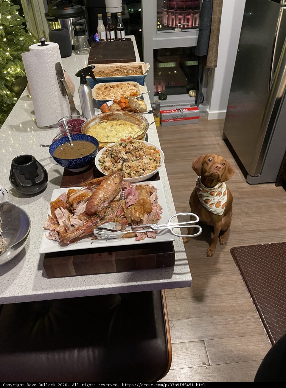 Feast for the Canine Friend
