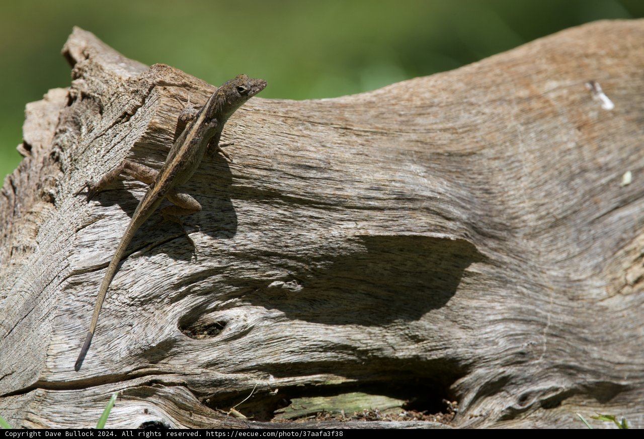 Camouflage Artist at Rest