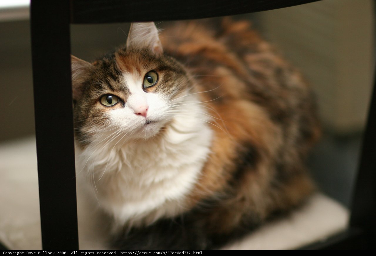 Regal Manx Cat