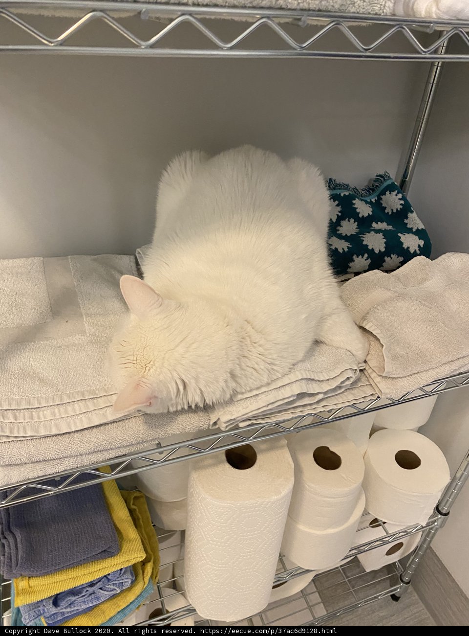 Cozy Cat on a Towel Shelf