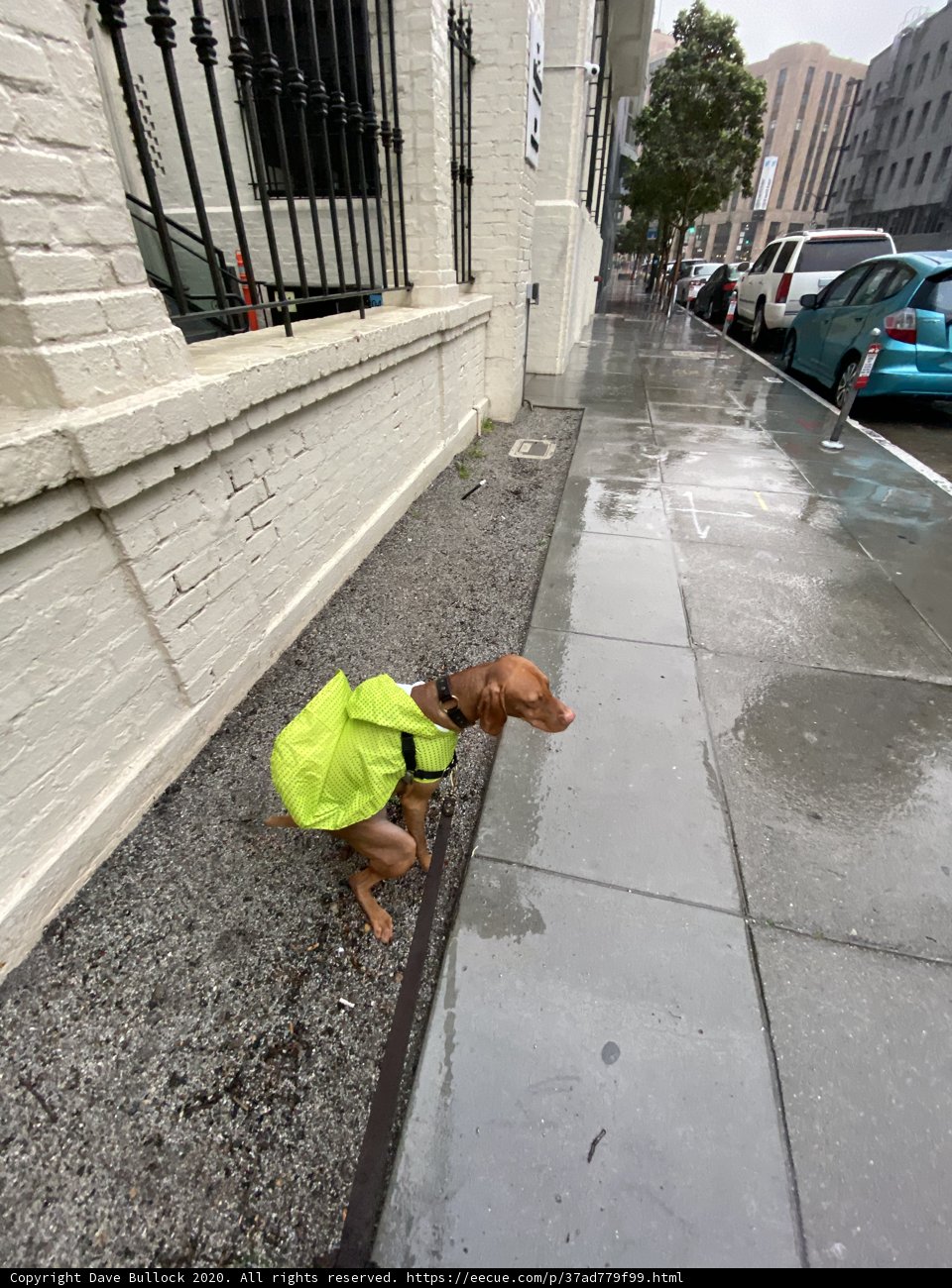 Dog in Safety Vest on City Sidewalk