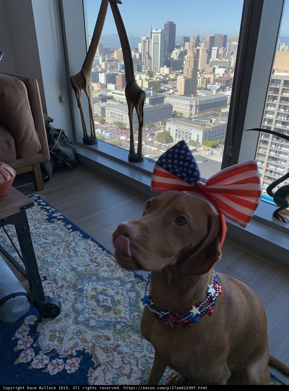 Patriotic Pooch