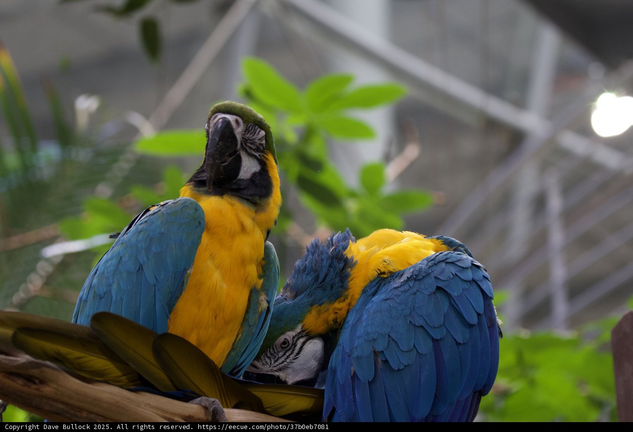 Vibrant Parrot Companions