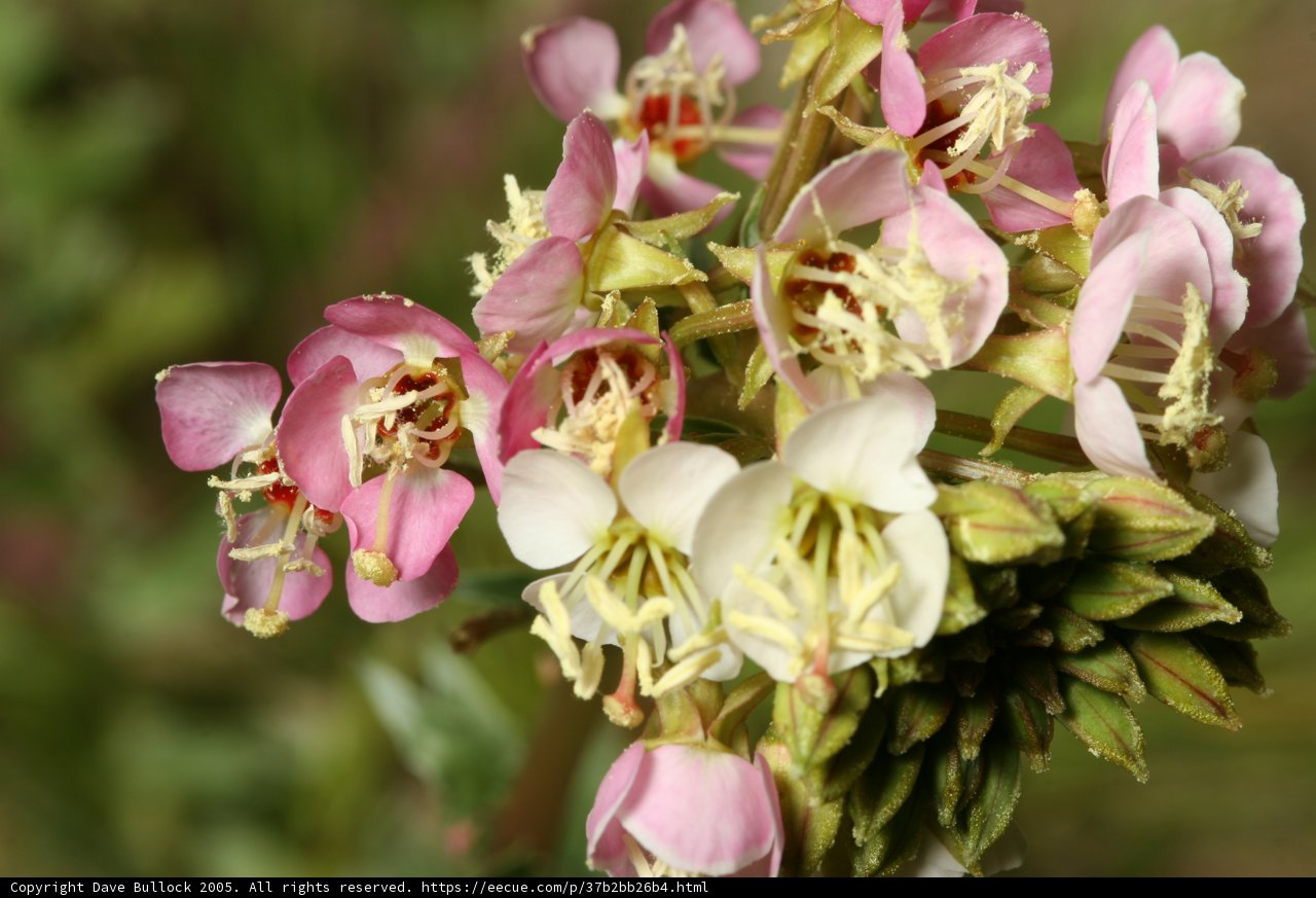 Blossoming Beauty